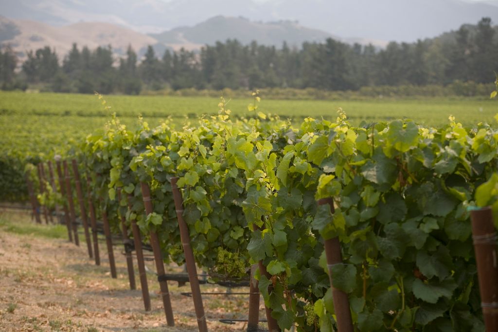 Grape Vines Santa Barbara wine country.