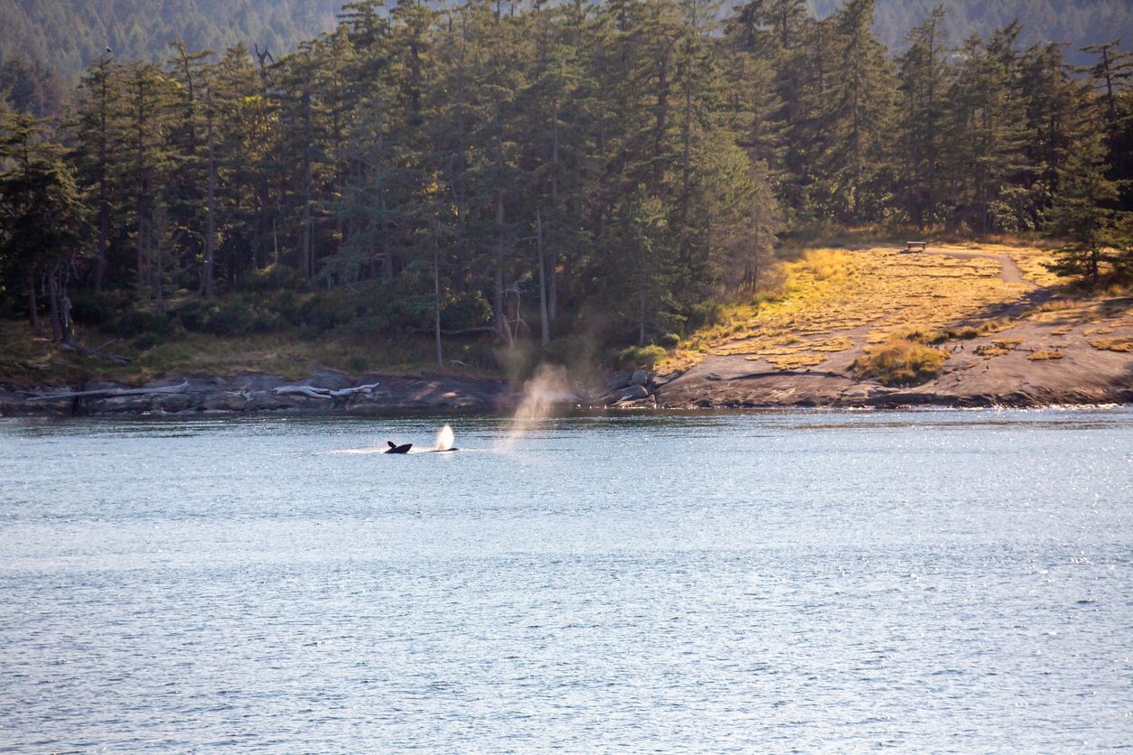 Whales in the Southern Gulf Islands